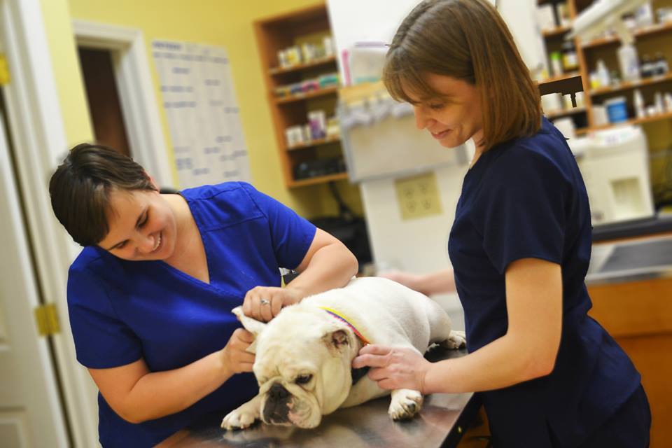About New Tampa's Affordable Pet Hospital