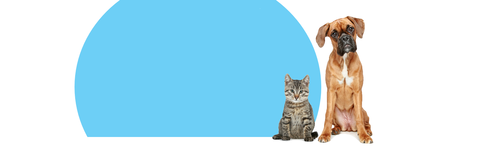 dog and cat background