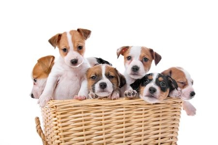 what vaccines do puppies need to be around other dogs