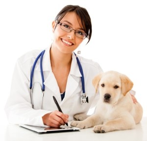 dog with vet