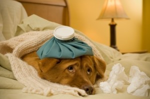 dog sick