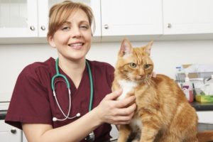 50164529 - veterinary nurse with cat in surgery