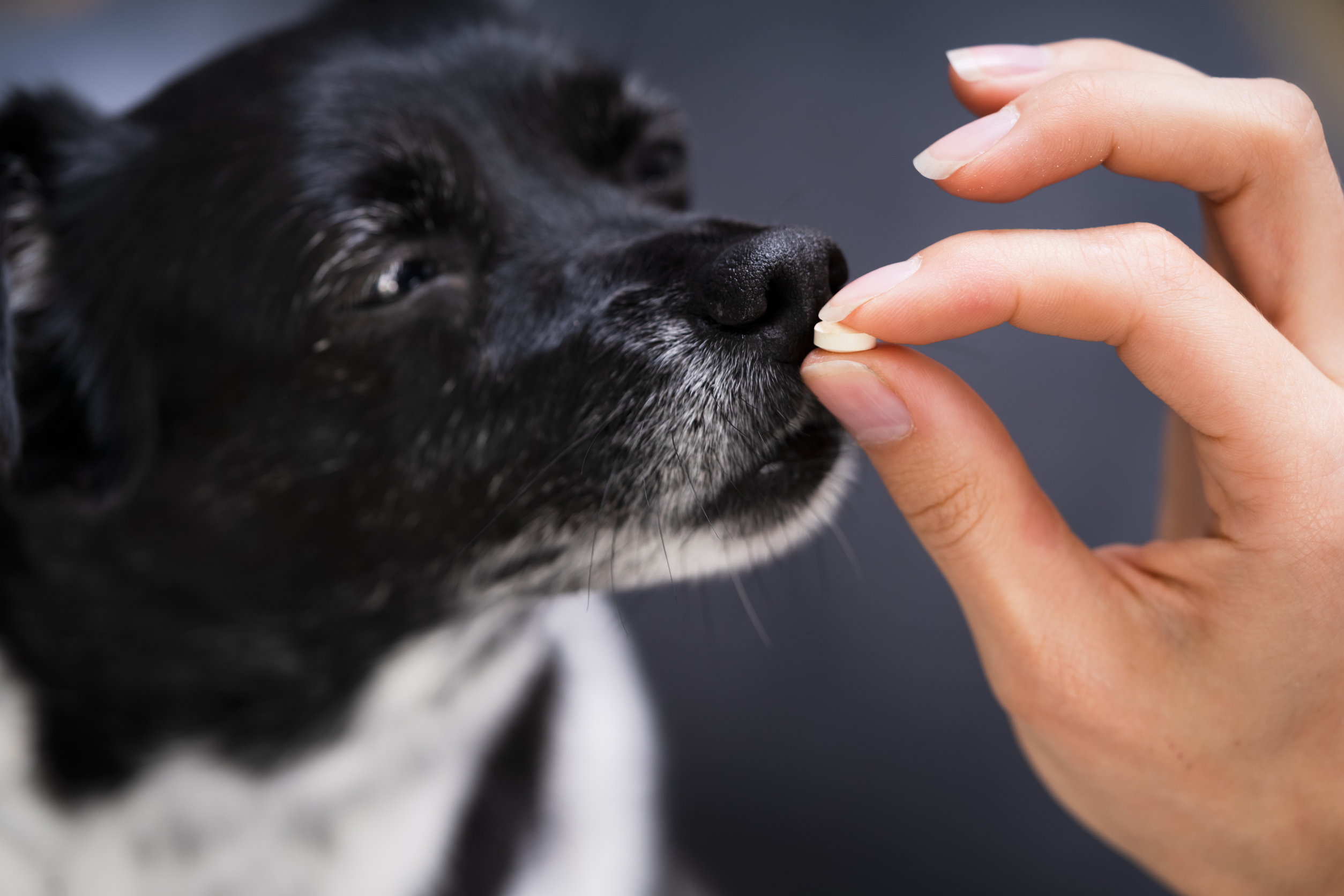 Medication for fearful outlet dogs