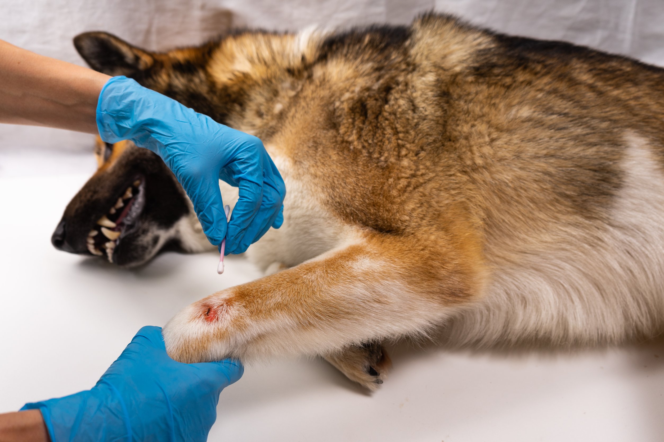 Dog paw wound clearance care